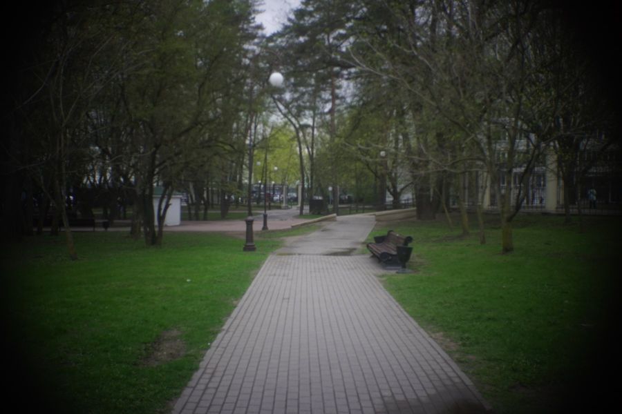Аллея ботанического сада: дорожка уходит в тень между деревьями.